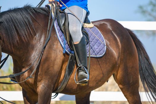 The rider sits on a horse, a view of the saddle and stirrup