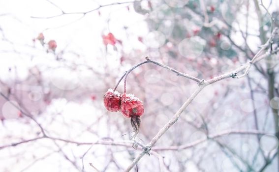 Frosted red rose hips in the garden with bokeh and soft focus, background for designer works