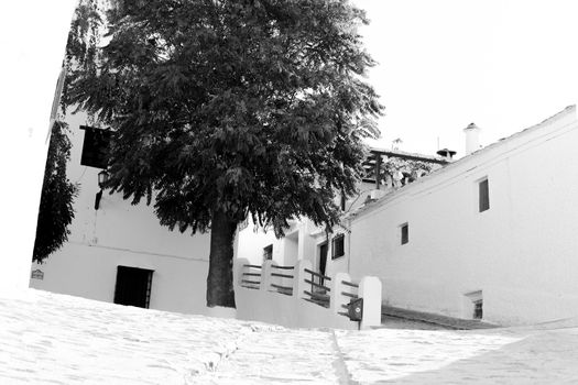 Andalusian Patio in black and white with large tree