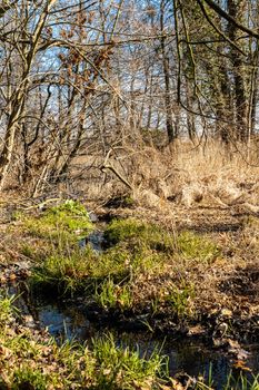 Small brook is flowing between small bushes grass and trees in park