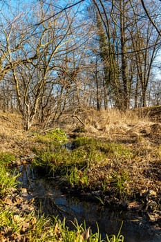 Small brook is flowing between small bushes grass and trees in park