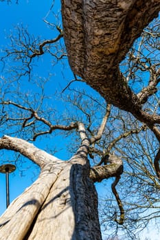 Upward view to high tree from inside of trunk of old tree