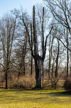 Trunk of high old tree without bark and branches