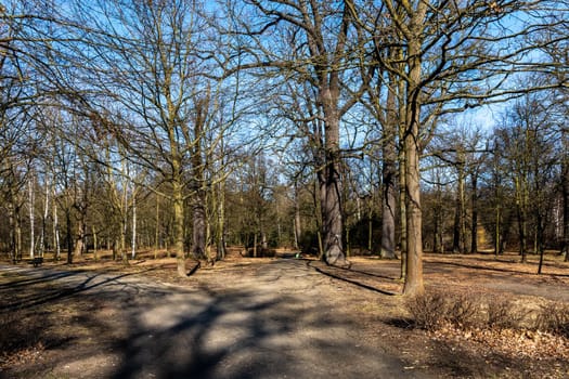 Long path in small park with trees without leafs around