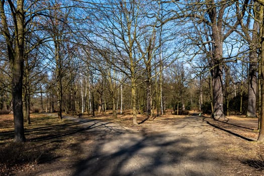 Long path in small park with trees without leafs around