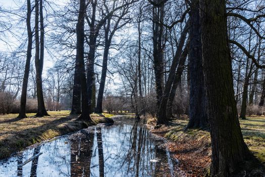 Trees and bushes reflecting in small river in small park