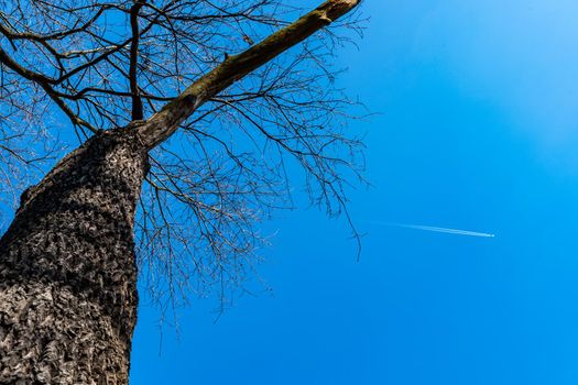 Upward view to high dry tree without leafs with small aeroplane on the sky