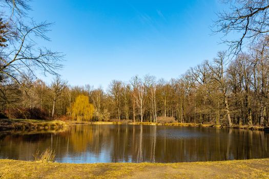 Trees and bushes reflecting in big pond in small park