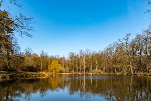 Trees and bushes reflecting in big pond in small park