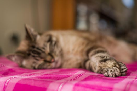 Domestic cat sleeping, selective focus on front paws, copy space.