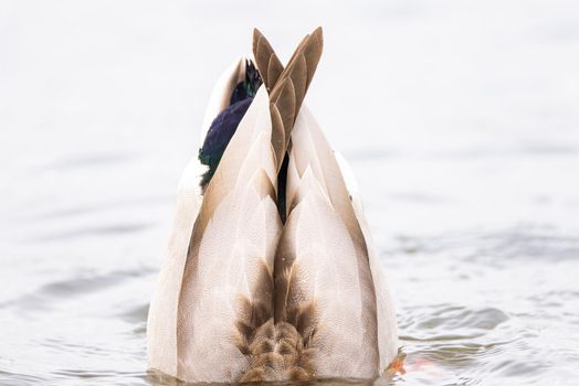 Male Mallard duck dabbling to graze on underwater plants.