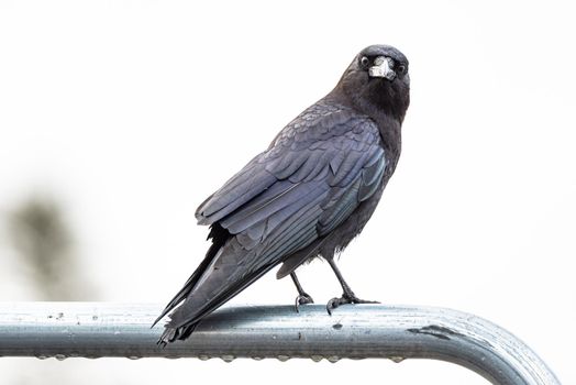Closeup portrait of common raven looking at camera on white background.