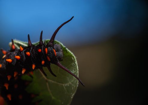 Top view of Pipevine Swallowtail caterpillar on a Dutchmans Pipe Vine.