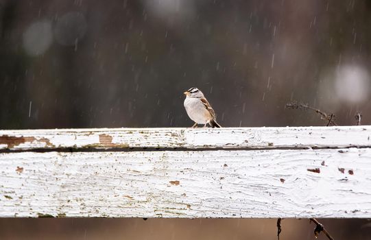 White-crowned Sparrow (Zonotrichia leucophrys) on a fence in rainstorm.