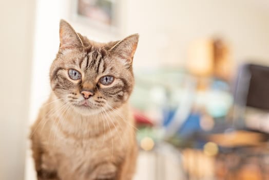 Senior tabby cat indoor portrait - blurred background and copy space.