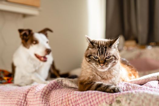 A cat and dog laying on a bed, cat looking very annoyed.