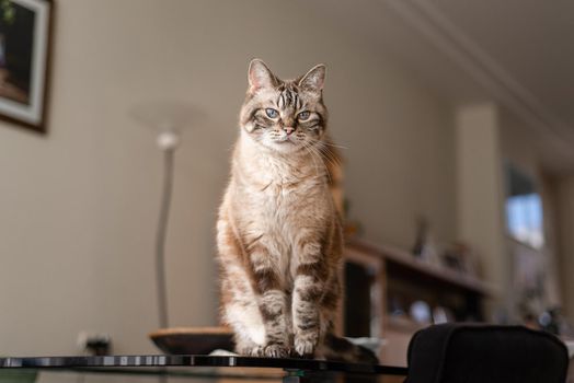 Candid pet portrait of adult tabby cat sitting on living room table.