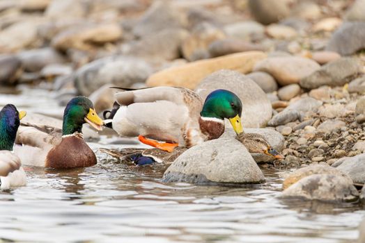 Male mullard ducks (Anas platyrhynchos ) attempting to mate a female.