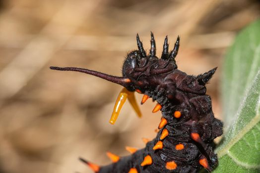 Osmeterium of Pipevine Swallowtail caterpillar in defensive posure.