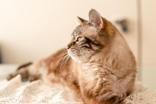 Natural light profile portrait of elderly tabby cat, family pet memory.