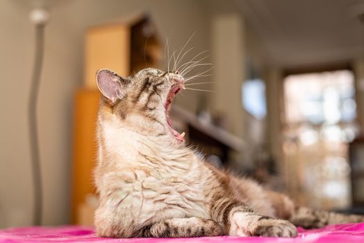 Profile portrait of striped tabby cat yawning, blurred background.