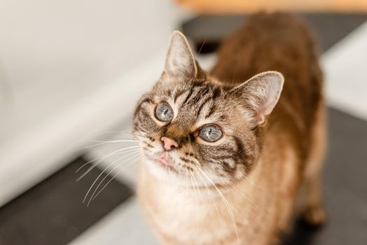 Striped tabby cat looking up, selective focus on eyes and ears.