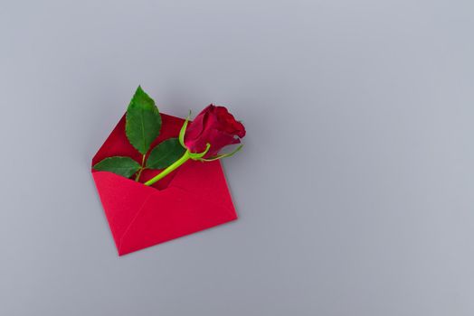 Red rose in envelope on gray background with free copy space. Wishes, greetings and love message