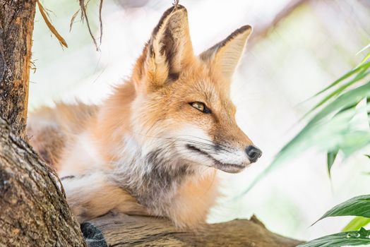 Beautiful closeup portrait of a wild red fox (Vulpes vulpes) on a tree.