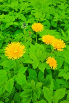 Bright yellow blooming dandelions in the spring in the meadow