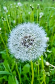 View of a beautiful blooming dandelion in the field in spring