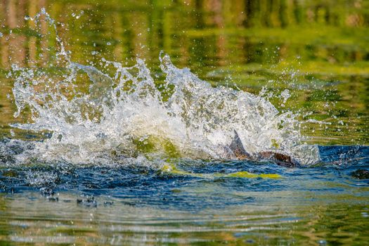 Spawning is a highly energetic and physically demanding event for carp.