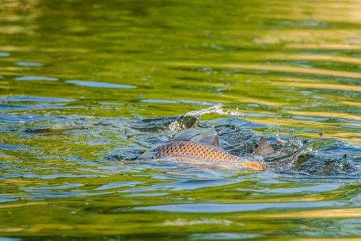 Common carp spawn in the spring and early summer in shallow waters.