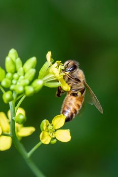 Image of bee or honeybee on flower collects nectar. Golden honeybee on flower pollen with space blur background for text. Insect. Animal.