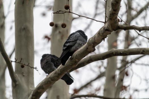 pair of pigeons resting on a plant in the early morning