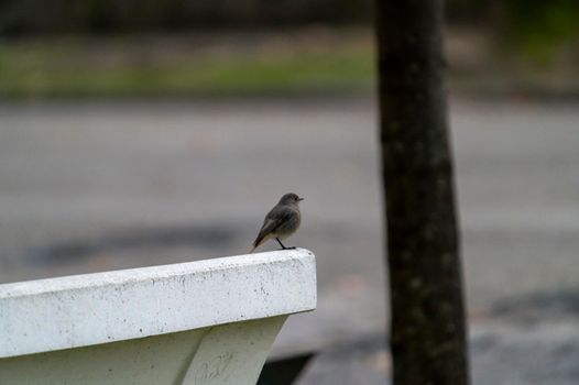 small redstart bird sitting on a bench at the park in the morning