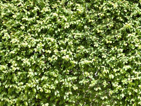 Outdoors a solid natural wall of green leaves.Texture or background