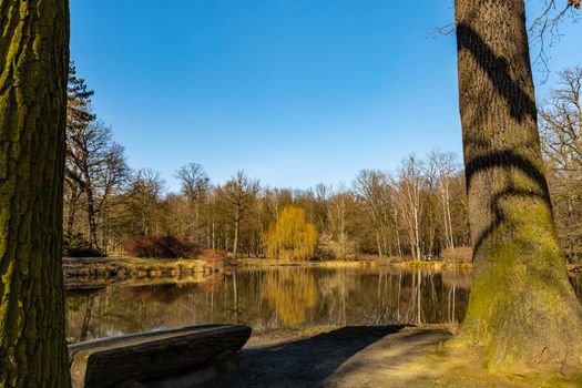 Trees and bushes reflecting in big pond in small park