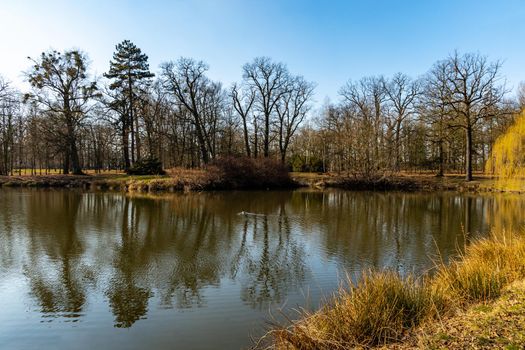 Trees and bushes reflecting in big pond in small park