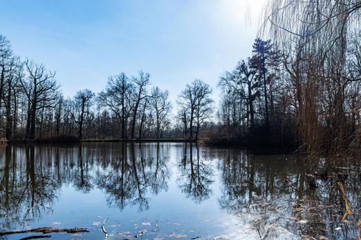 Trees and bushes reflecting in big pond in small park