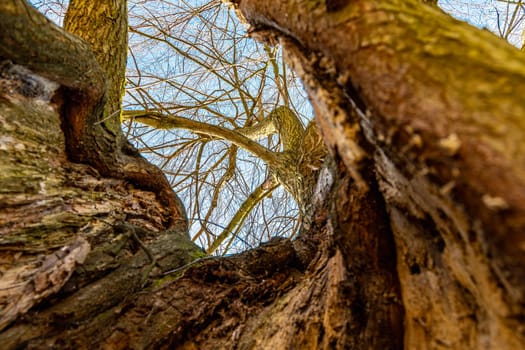 Upward view to high tree from inside of trunk of old tree