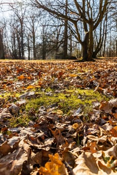 Small glade full of dry orange leafs in small park