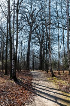 Long path in small park with trees without leafs around