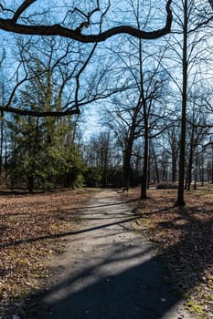 Long path in small park with trees without leafs around