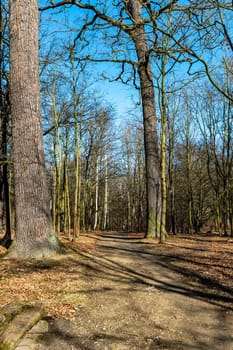 Long path in small park with trees without leafs around