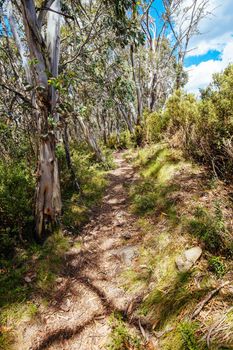 Mount Buller walking and biking trails during summer in Victoria, Australia