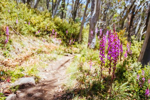 Mount Buller walking and biking trails with Trigger plants during summer in Victoria, Australia