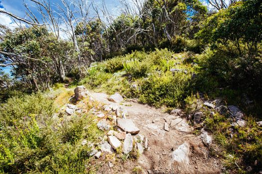 The famous Medusa trail during summer at Mt Buller in Victoria, Australia