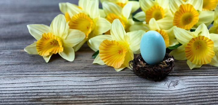 Select focus of a standing blue egg in nest with springtime daffodil flowers and rustic wood in background