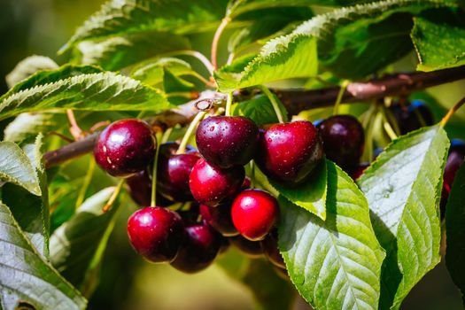Fresh cherries after a rain shower, ready to be picked in Victoria, Australia