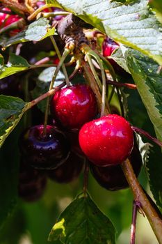 Fresh cherries after a rain shower, ready to be picked in Victoria, Australia